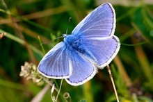British Butterflies ~ Blues. Family Lycaenidae