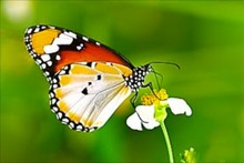 Butterflies - Africa