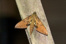 Colombia Moths ~ September 2012