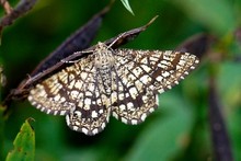 UK Moths - Geometers and allies ~ Order Geometeridae