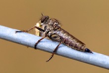 UK Insects ~ True flies. Order Diptera
