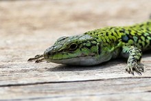 Reptiles of Sicily - May 2012