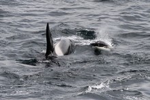 Killer Whales ~ July 2012