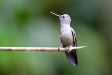 Sombre Hummingbird.jpg