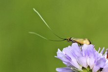 UK Moths - Micro & Pyralid