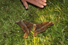 Moths - Australia & Papua New Guinea