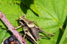 UK Insects ~ Grasshoppers and Crickets