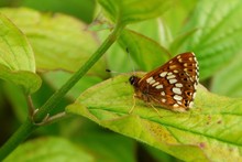 UK Butterflies 2014