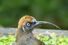 Papua New Guinea - Birds of Paradise ~ August 2009