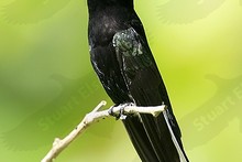 Black Jacobin (Florisuga fuscus)