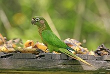 Maroon-bellied Parakeet (Pyrrhura frontalis)