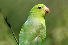 Plain Parakeet (Brotogeris tirica)