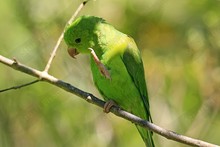 Plain Parakeet (Brotogeris tirica)