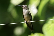 Sombre Hummingbird (Campylopterus cirrhochloris)