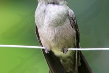 Sombre Hummingbird (Camplyopterus cirrhochloris)