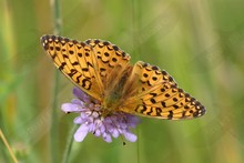 British Butterflies ~ Fritillaries. Family Nymphalidae