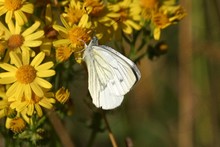 British Butterflies ~ Whites. Family Pieridae