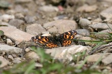 Butterflies - Europe