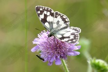 British Butterflies ~ Browns. Family Satyridae