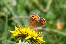 British Butterflies ~ Hairstreaks and Coppers. Family Lycaenidae