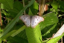 Butterflies - South America