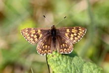 British Butterflies ~ Duke of Burgundy. Family Riodinidae