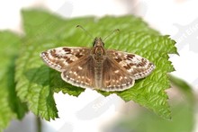 UK Butterflies 2011