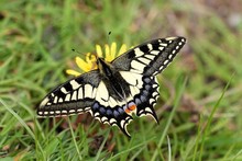 British Butterflies ~ Swallowtails. Family Papilionidae