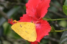 Colombia Butterflies ~ Sep 2012