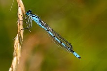 UK Dragonflies and Damselflies 2013