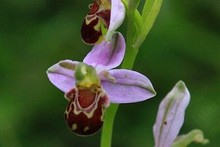 British Flowers ~ Orchids. Family Orchidaceae
