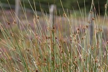 British Flowers ~ Grasses. Family Poaceae