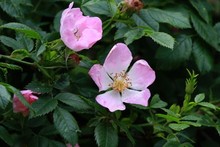 British Flowers ~ Roses. Family Rosaceae