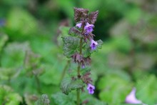 British Flowers ~ Mints and Nettles. Family Lamiaceae