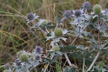 British Flowers ~ Umbellifers. Family Apiaceae