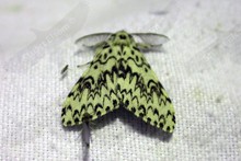 UK Moths - Noctuids and allies ~ Order Noctuidae