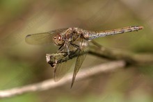 UK Insects ~ Damselflies and Dragonflies. Order Odonata