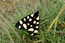 UK Moths - Day-flying and allies ~ Order Zygaenidae