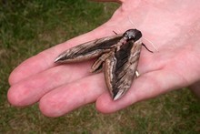 UK Moths - Hawkmoths ~ Order Sphingidae
