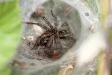 UK Spiders - Order Arachnidae