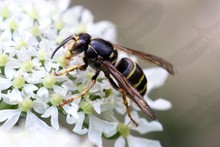 UK Insects ~ Ants, Bees and Wasps. Order Hymenoptera