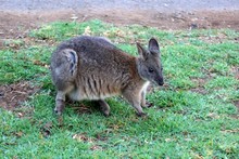 Mammals of New Guinea & Australia
