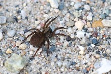 World Spiders - Order Arachnidae