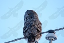 Minnesota - Northern Owls ~ January 2005