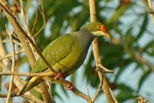 Orange-fronted Fruit Dove (Ptilinopus aurantifrons)