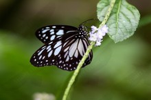 Butterflies - Australasia