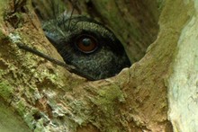 Barred Owlet-nightjar (Aegotheles bennettii)