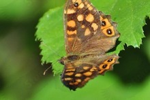 Butterflies and Moths of Sicily - May 2012
