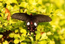 Butterflies - Asia