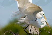 Texas - More special birds of the Upper Coast ~ April 2013